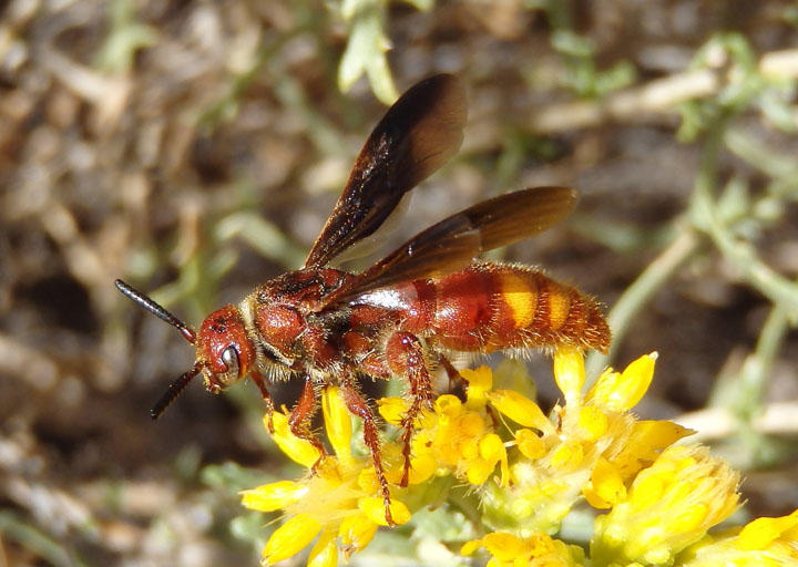 Scolia nobilitata; Noble Scoliid Wasp; female