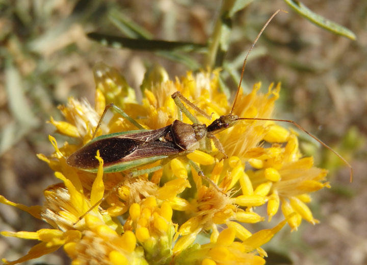 Zelus renardii; Leafhopper Assassin Bug