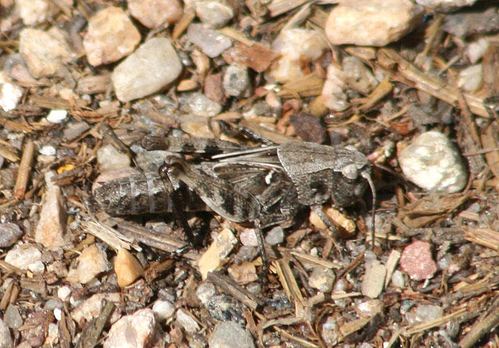 Camnula pellucida; Clear-winged Grasshopper; female nymph