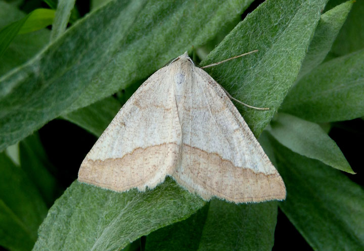 6857 - Lychnosea helveolaria; Geometrid Moth species; male