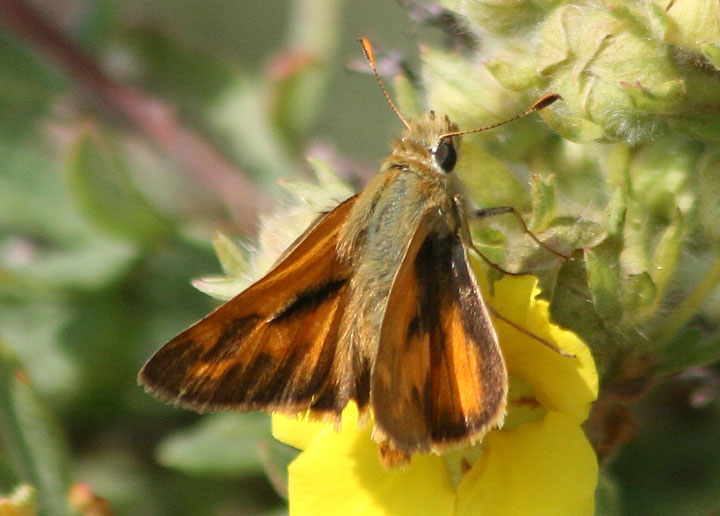 Ochlodes sylvanoides; Woodland Skipper; male