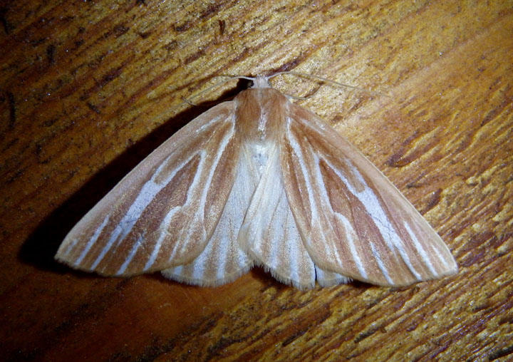 7000 - Sabulodes niveostriata; Geometrid Moth species 
