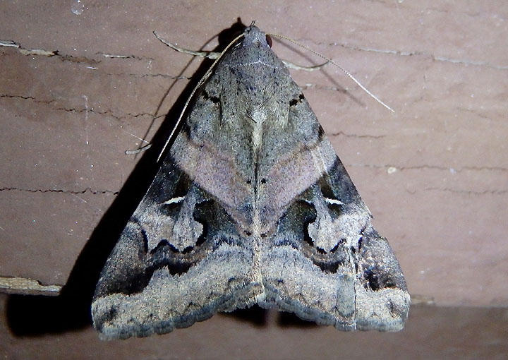8600 - Melipotis indomita; Indomitable Melipotis Moth; female