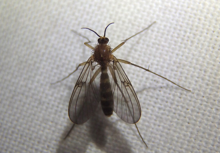 Mycetophilidae Fungus Gnat species