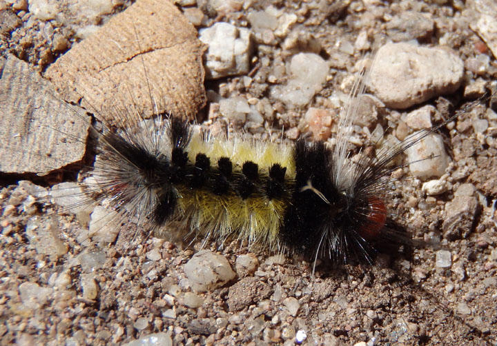 8266 - Carales arizonensis; Tiger Moth species caterpillar