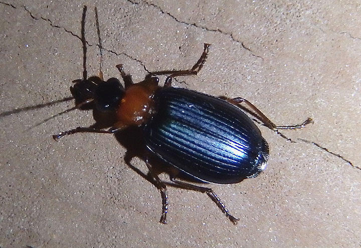 Lebia atriceps; Colorful Foliage Ground Beetle species