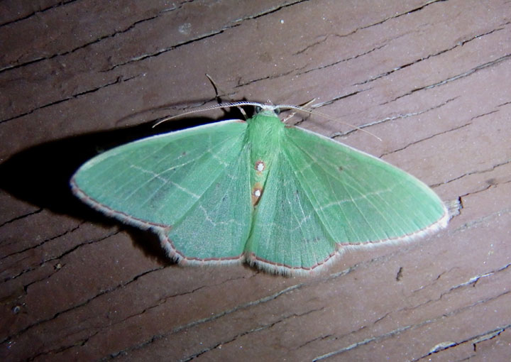 7036 - Nemoria zelotes; Emerald species