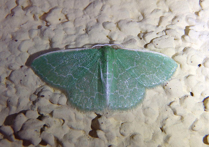7059 - Synchlora frondaria; Southern Emerald Moth