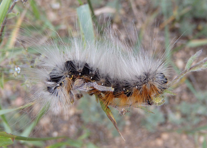 8166 - Arctia caja; Great Tiger Moth caterpillar