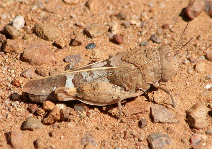 Leprus wheeleri; Wheelers Blue-winged Grasshopper; female