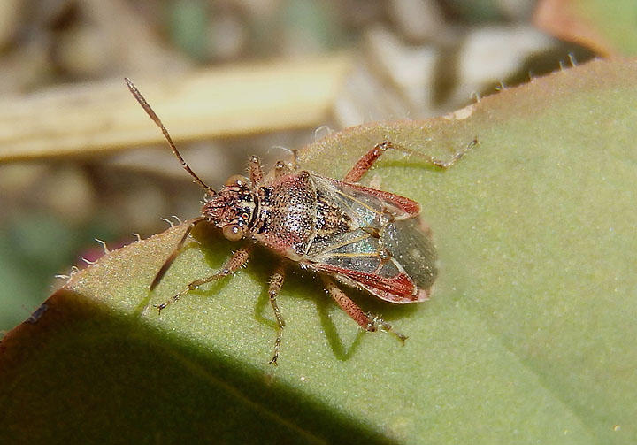 Arhyssus Scentless Plant Bug species