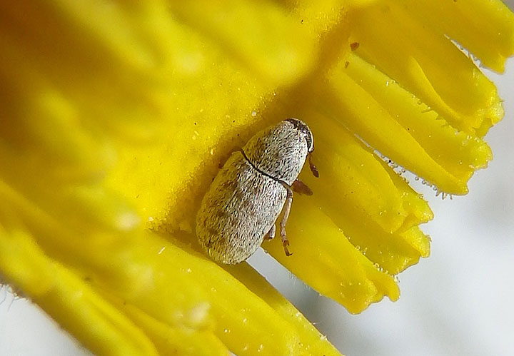 Trigonorhinus griseus; Fungus Weevil species