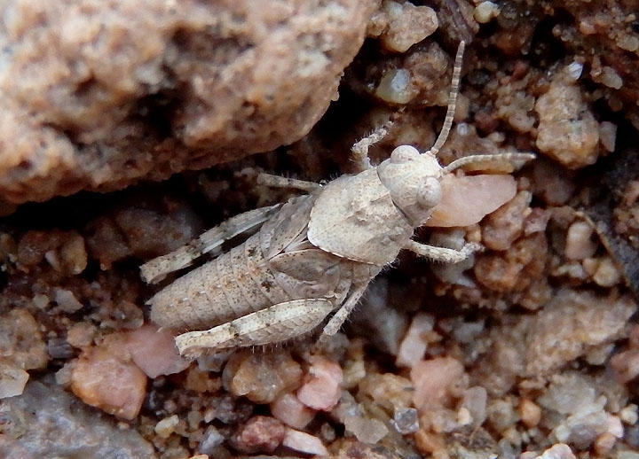 Trimerotropis pallidipennis; Pallid-winged Grasshopper nymph