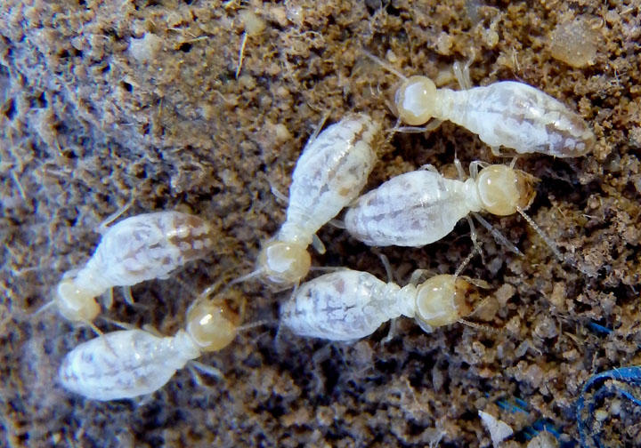 Reticulitermes Subterranean Termite species; workers