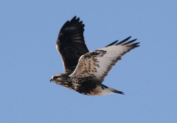 Rough-legged Hawk; light morph juvenile