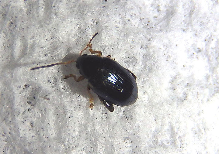 Psylliodes Flea Beetle species
