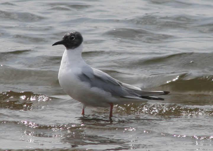 Bonapartes Gull; transitional 