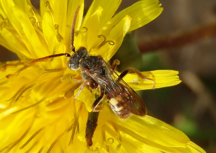 Nomada Cuckoo Bee species