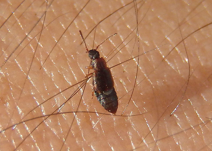 Omalium repandum; Ocellate Rove Beetle species