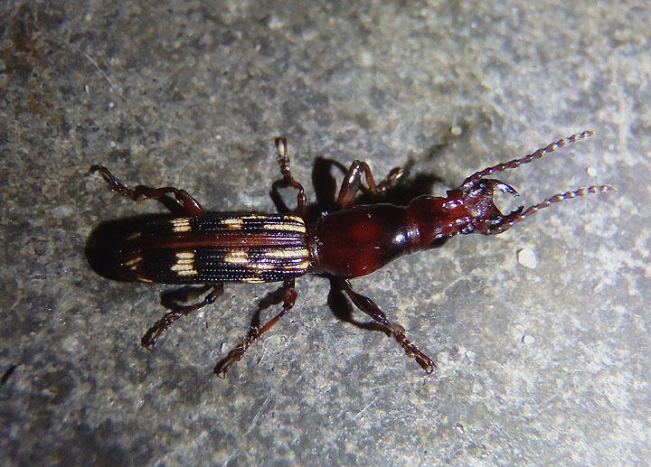 Arrhenodes minutus; Oak Timberworm Beetle; male 
