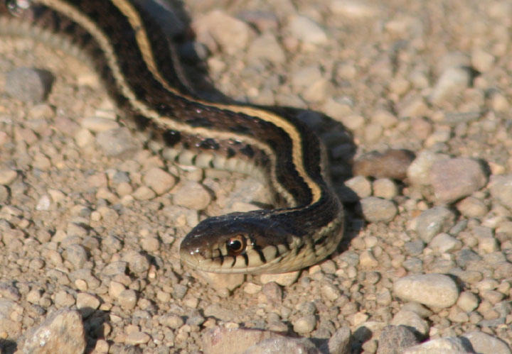 Plains Garter Snake