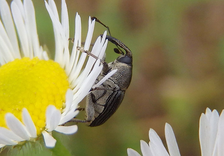 Odontocorynus salebrosus; Weevil species