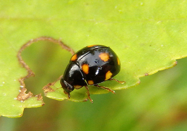 Brachiacantha Lady Beetle species