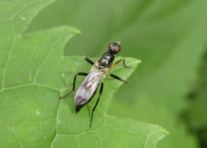 Cordilura varipes; Dung Fly species