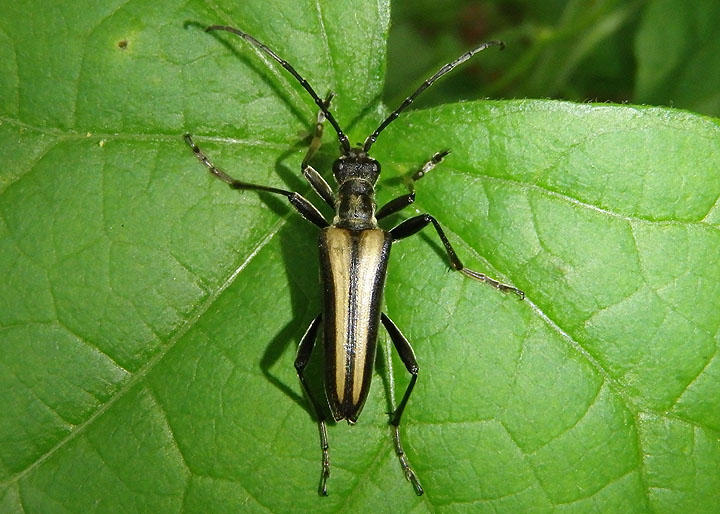 Stenocorus vittiger; Flower Longhorn species