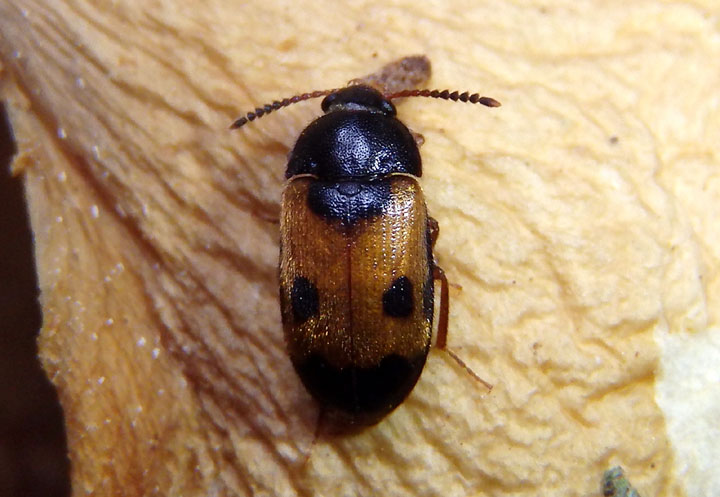 Mycetophagus punctatus; Hairy Fungus Beetle species