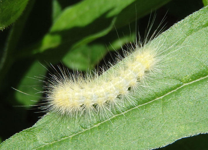 8137 - Spilosoma virginica; Virginian Tiger Moth caterpillar