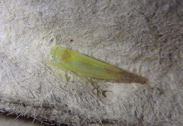 Alebra Leafhopper species