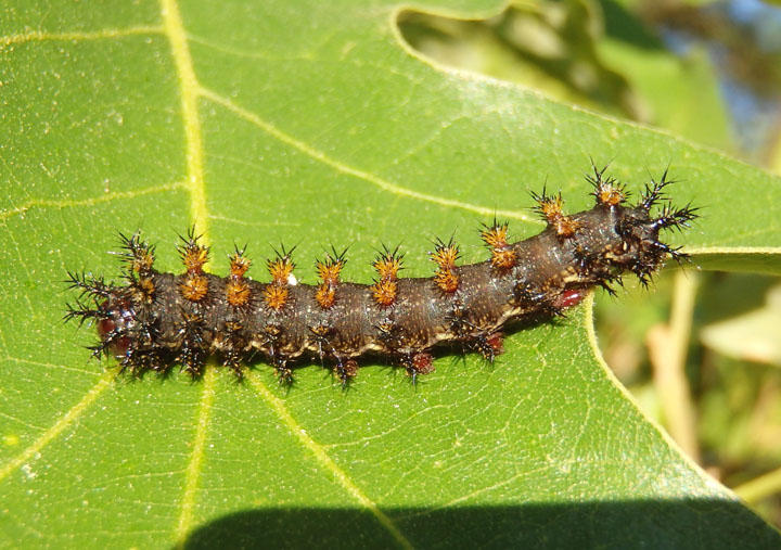 Polygonia interrogationis; Question Mark caterpillar