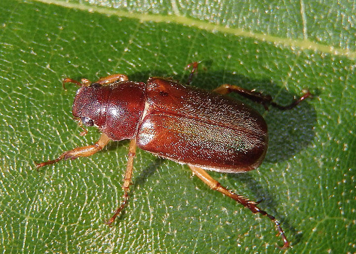 Dichelonyx elongatula; June Beetle species