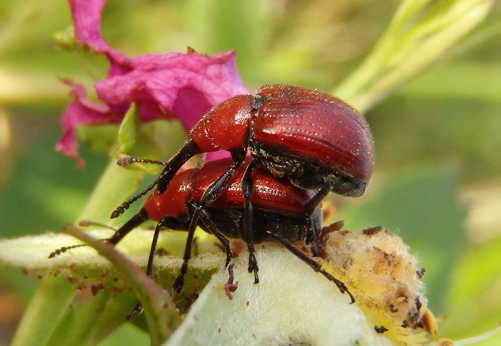Merhynchites bicolor; Rose Curculios mating pair