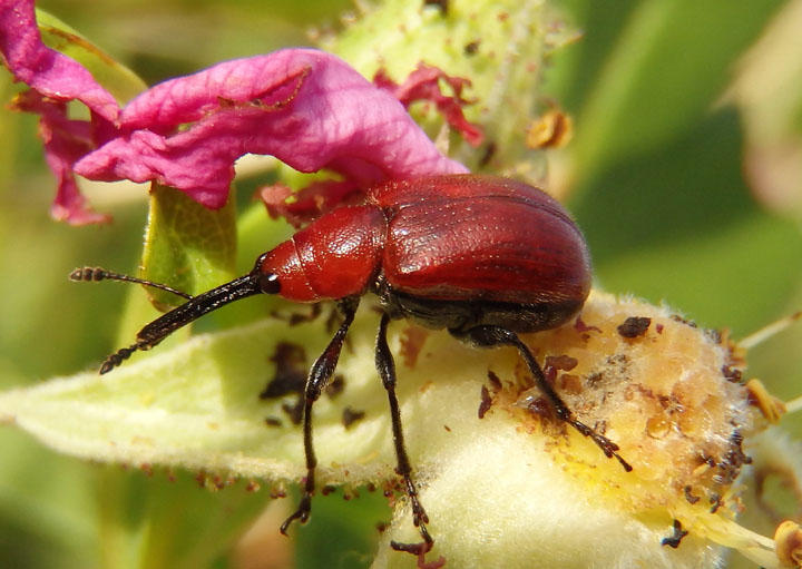 Merhynchites bicolor; Rose Curculio