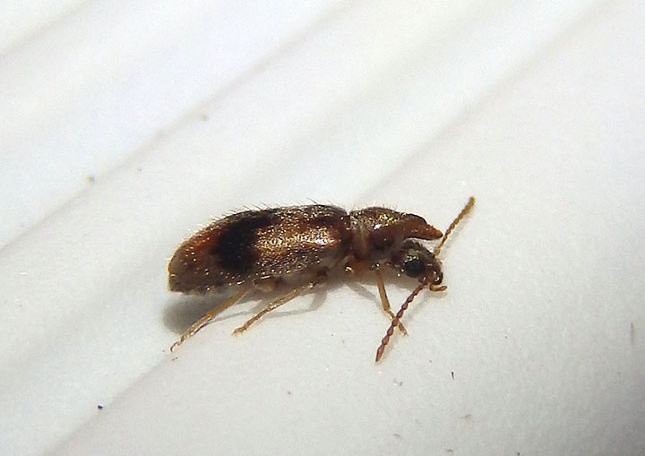 Notoxus desertus; Monocerus Beetle species 