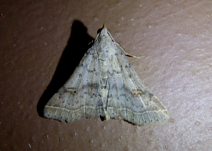 8370 - Bleptina caradrinalis; Bent-winged Owlet