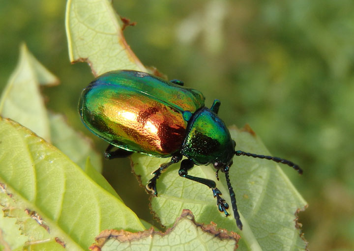 Chrysochus auratus; Dogbane Leaf Beetle