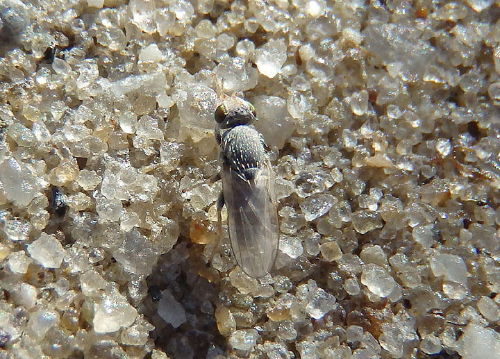 Tethina albula; Fly species