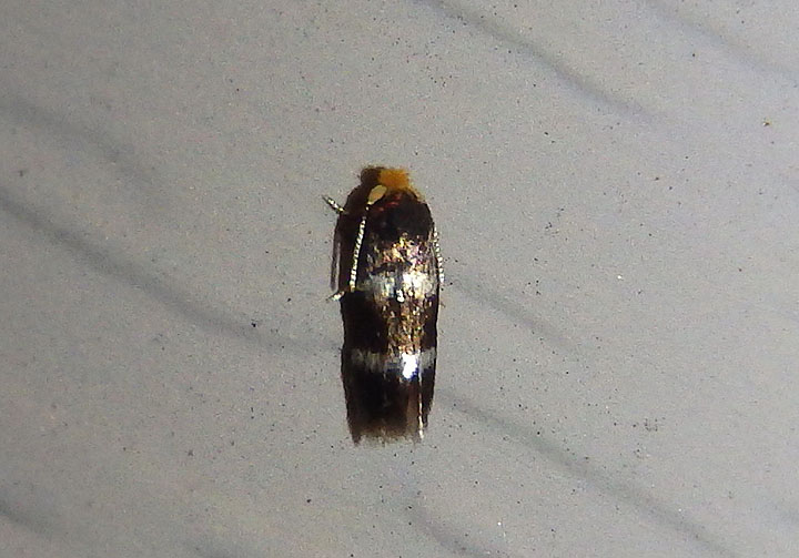 0070 - Stigmella prunifoliella; Moth species