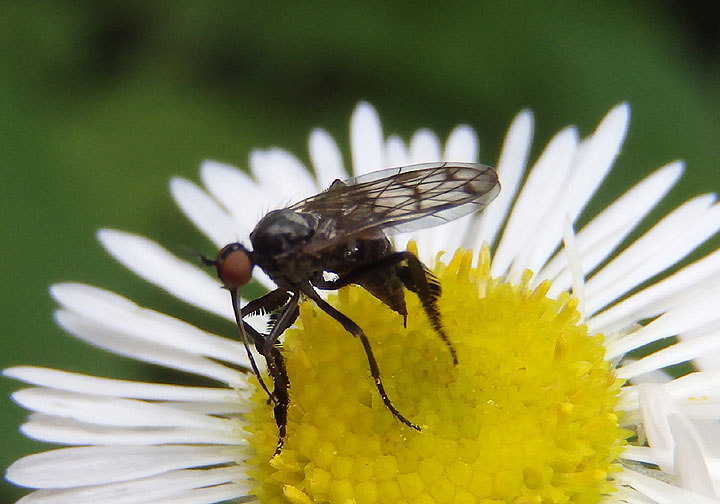 Empis clausa; Dance Fly species; female