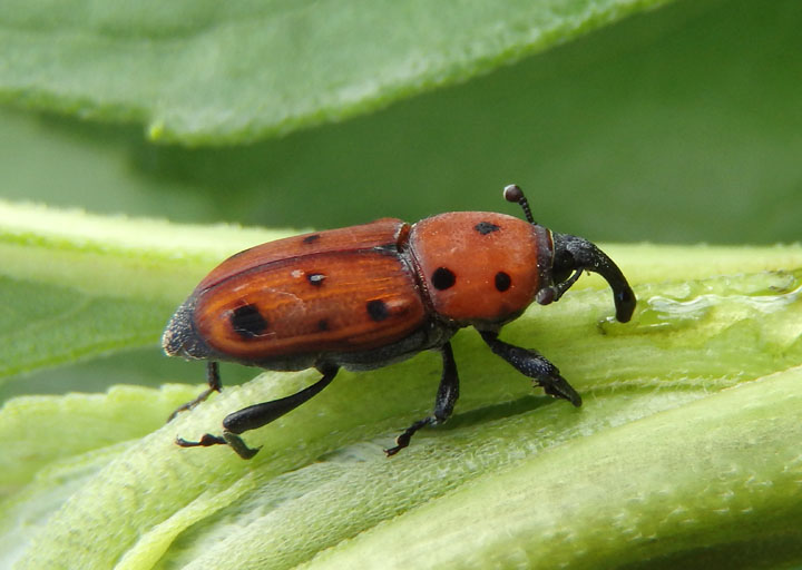 Rhodobaenus tredecimpunctatus; Ironweed Curculio