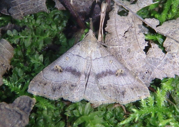 8384.1 - Renia flavipunctalis; Yellow-spotted Renia