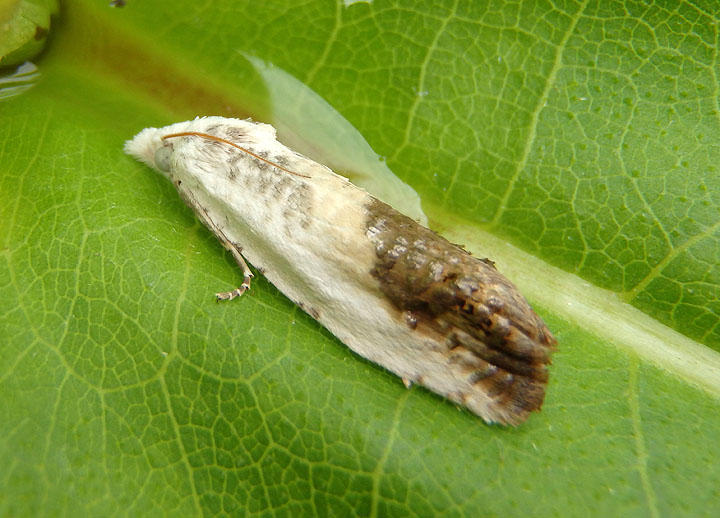 3098 - Eucosma giganteana; Giant Eucosma