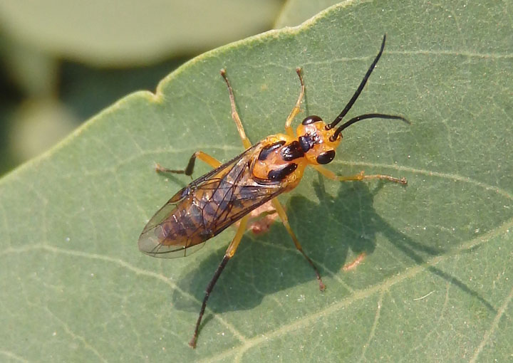 Euura tibialis; Locust Sawfly