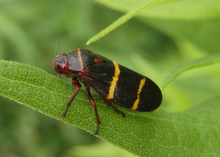 Prosapia bicincta; Two-lined Spittlebug