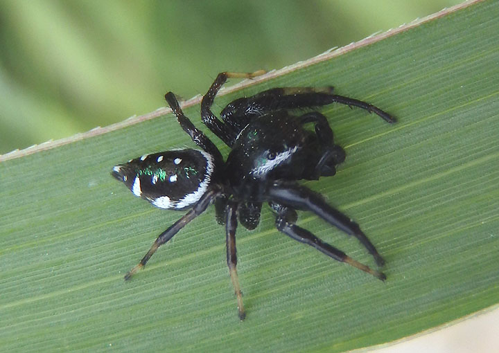 Paraphidippus aurantius; Jumping Spider species