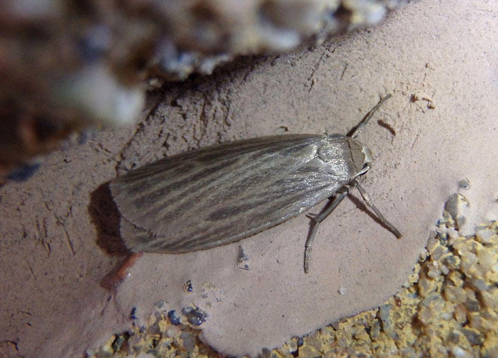 8045.1 - Crambidia pallida; Pale Lichen Moth