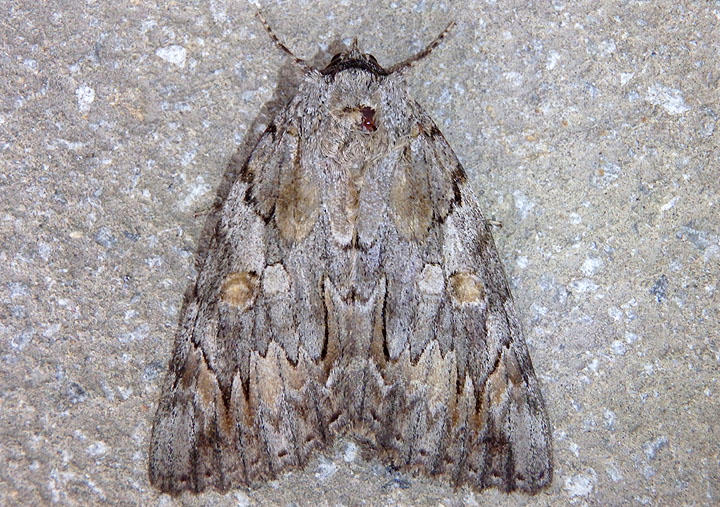 8771 - Catocala piatrix; The Penitent Underwing